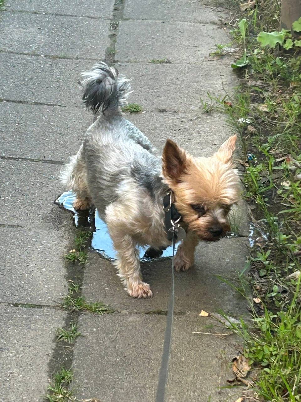 puppy image